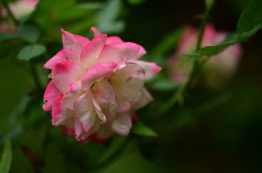Bahçede büyüyen güzel bir gül çiçeği