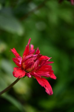 bahçede büyüyen güzel kırmızı çiçekler
