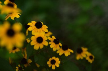 Bahçedeki güzel sarı çiçekler