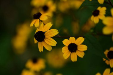 Bahçedeki güzel sarı çiçekler