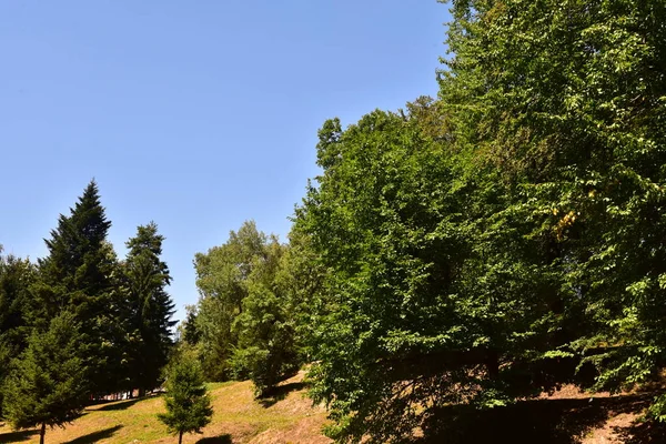 Vue Sur Les Arbres Verts Dans Forêt — Photo