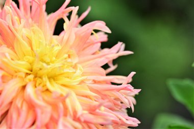 beautiful pink flowers in the garden, close up view