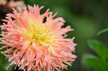 beautiful pink flowers in the garden, close up view