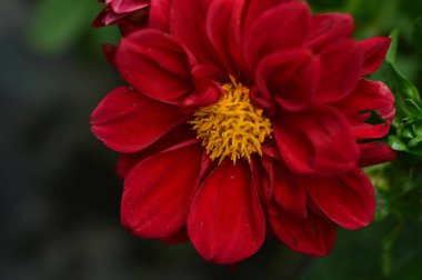 Bahçedeki güzel kırmızı çiçekler