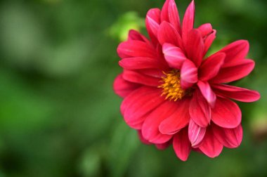 Bahçedeki güzel kırmızı çiçekler