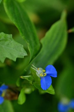 beautiful light blue flowers growing in the garden