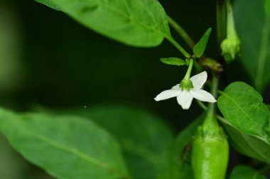 Bahçede büyüyen beyaz çiçekler