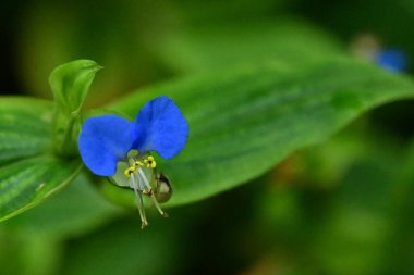 beautiful light blue flowers growing in the garden