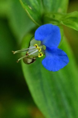 beautiful light blue flowers growing in the garden