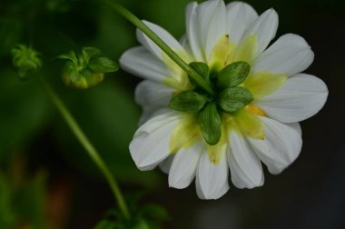 Bahçede büyüyen beyaz çiçekler