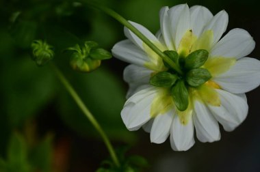 Bahçede büyüyen beyaz çiçekler