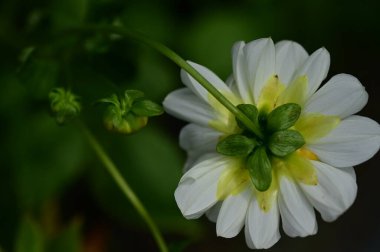 Bahçede büyüyen beyaz çiçekler