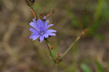 Bahçede büyüyen güzel mor çiçek