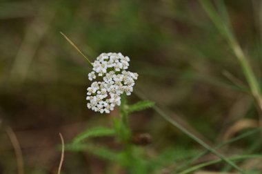 Bahçede büyüyen beyaz çiçekler
