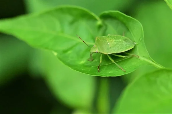 Gros Plan Insecte Sur Une Feuille — Photo