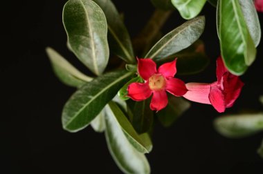 Bahçedeki güzel pembe çiçekler