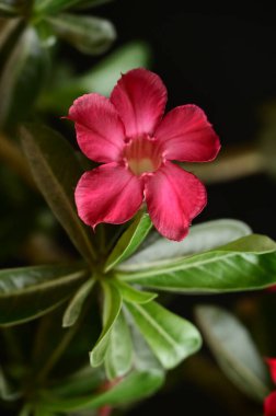 Bahçedeki güzel pembe çiçekler