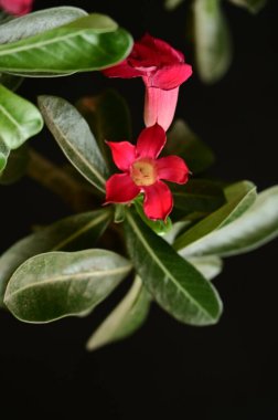 Bahçedeki güzel pembe çiçekler