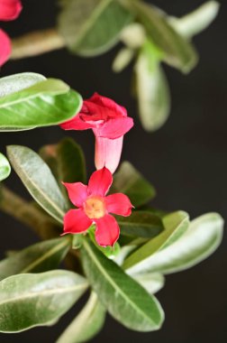 Bahçedeki güzel pembe çiçekler