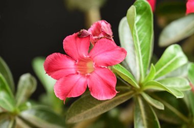 Bahçedeki güzel pembe çiçekler