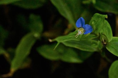 beautiful light blue flowers growing in the garden