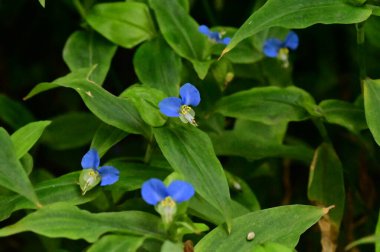 beautiful light blue flowers growing in the garden