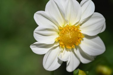 Bahçede büyüyen beyaz çiçekler