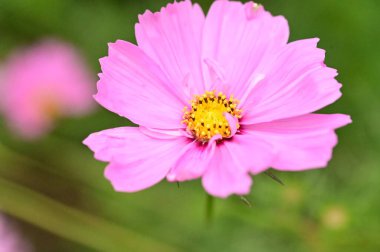 Bahçedeki güzel pembe çiçekler