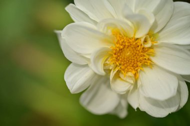 Bahçede büyüyen beyaz çiçekler