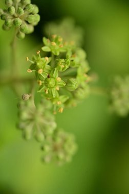 green plants in the garden, flora and foliage
