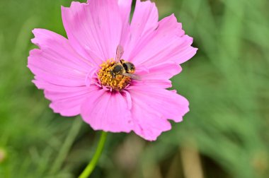 bee sitting on beautiful pink flower in the garden