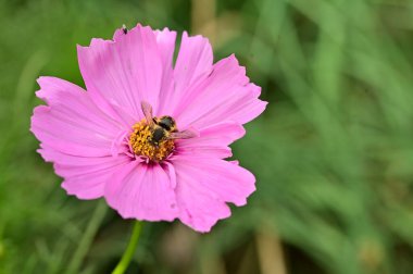 bee sitting on beautiful pink flower in the garden