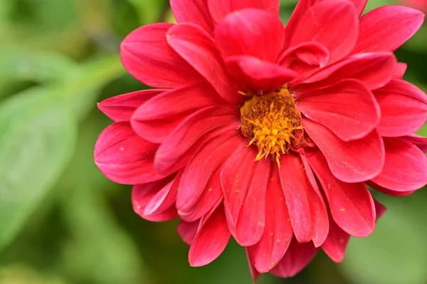 Bahçedeki güzel kırmızı çiçekler