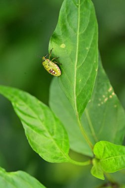 Bir yaprağın üzerindeki böceği kapat 