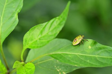 Bir yaprağın üzerindeki böceği kapat 