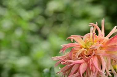 beautiful pink flowers in the garden, close up view