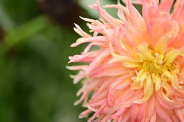 beautiful pink flowers in the garden, close up view