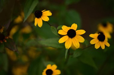 Bahçedeki güzel sarı çiçekler