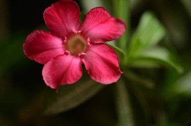 Bahçedeki güzel pembe çiçekler