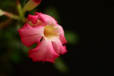 Bahçedeki güzel pembe çiçekler