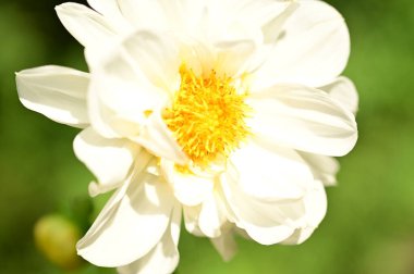 white flowers growing in the garden, close up view