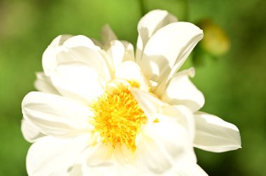 white flowers growing in the garden, close up view