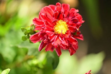 bahçede büyüyen güzel kırmızı çiçekler