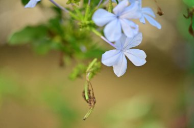 beautiful light blue flowers growing in the garden