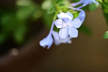 beautiful light blue flowers growing in the garden