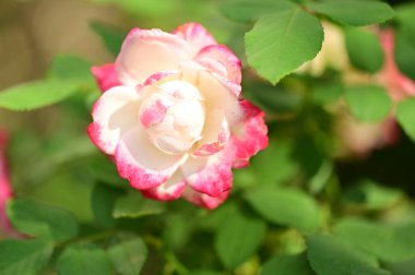 Bahçede büyüyen güzel bir gül çiçeği