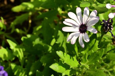 white flowers growing in the garden, close up view