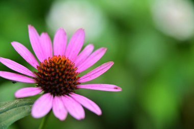 beautiful pink flowers in the garden, close up view