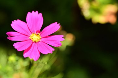 beautiful pink flowers in the garden, close up view