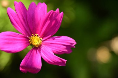 beautiful pink flowers in the garden, close up view